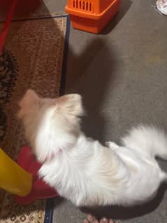 indian spitz 100percent pure fully trained  live in ac