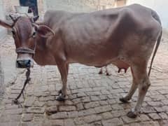 cow pure ferzion 03075393493