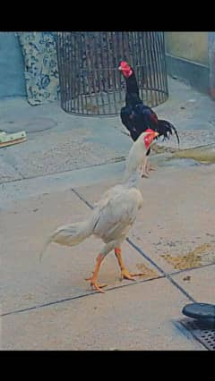 My Hen