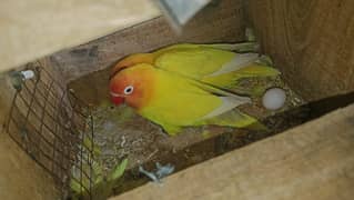very beautiful lovebirds