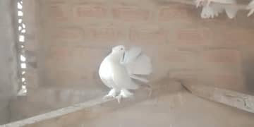 pegion pair 3000