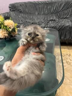 Persian triple coated, 45 days fully active and playful