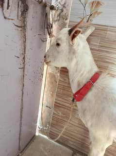 bakri
