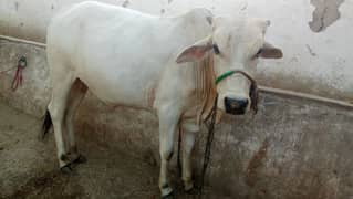 2026 Eid ke liye bashra (paalne k liye)