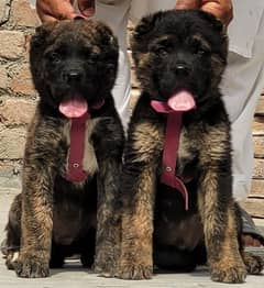 Kurdish kangal security dog 3 month pair for sale heavy bone