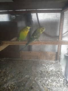 black wing split black face breeder pair
