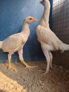 Heera aseel pair <0328 9422586>
