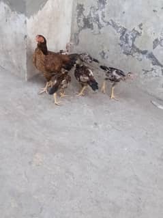 Aseel
