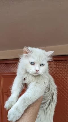 Persian kittens and cats