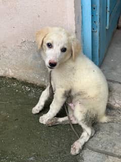 Labra