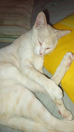 Cat for sale