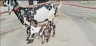 Desi