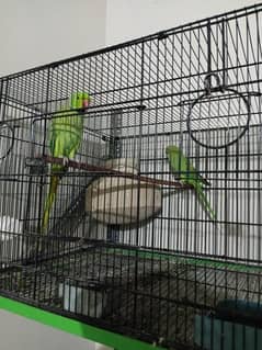 ringneck