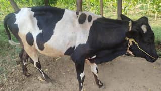 Bull