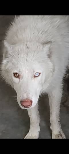 Siberian husky (only stud) cross