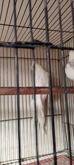 Eno cocktail female for sale