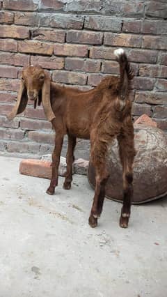 Goats