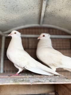 White Mukkhi PAIR