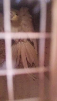 full active ha naill tail fly al ok