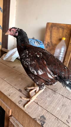 3 murgi 1 murga breeder setup available home bread 03201430725