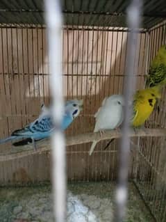 Hogoromo breeder Pair Available