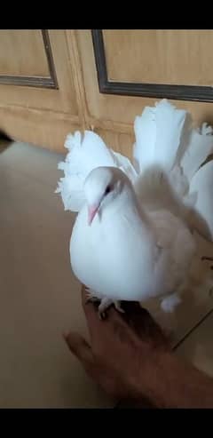 Beautiful Opentail Pure White Tamed Laka Pair
