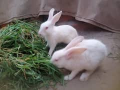 3 pairs of rabbit for sale