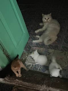 Persian cat with 4 kittens