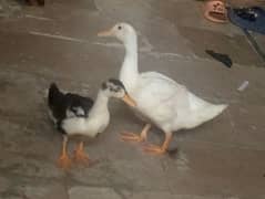 Ducks