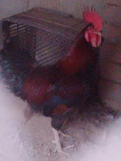 2 male murge for sale