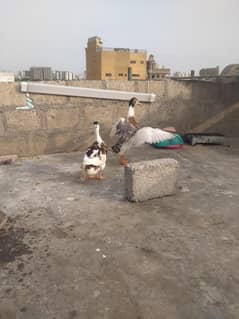 ghar pe jhaga nai sell karre a