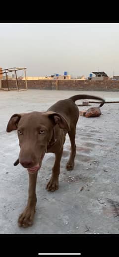 Pointer Dog