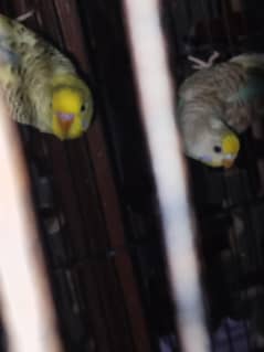 budgies