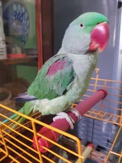 Raw Parrot Tammed