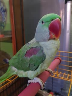 Raw Parrot Tammed