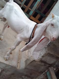 GULABI BAKRA