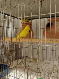 Budgie