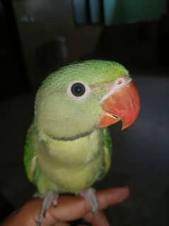 3 mounths baby parrot
