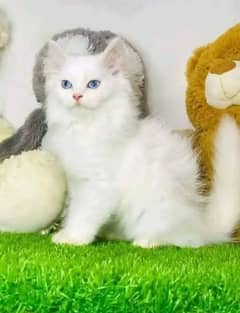 Persian cat for sale male or female my WhatsApp03286487884