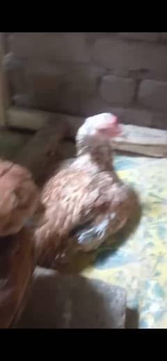 aseel and hera hen and murga