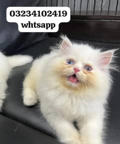 odd eyes female kitten xpunch face 03234102419