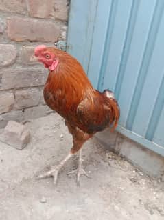 aseel perrot beak patha for sale in bron colour