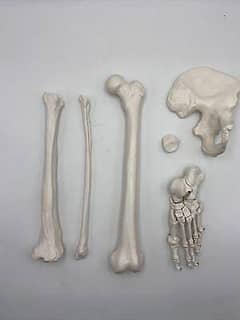 Anatomy