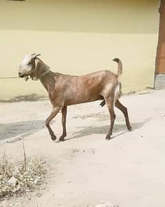 Bakri