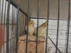 Cockatiel Red Eyes