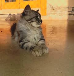 persian kitten | tripple coated | Doll face | kittens For Sale