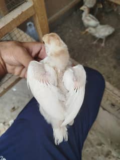 Aseel chicks for sale