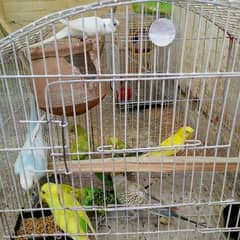 Australian porit