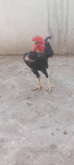Desi murga