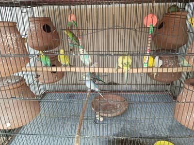 Australian  breeder pair and single for sale on a reasonable price